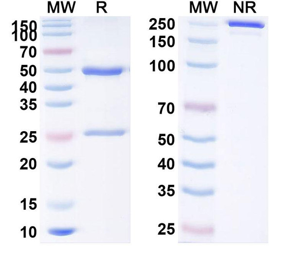 Human CD279/PDCD1/PD1 (STT-002) Antibody - SDS-PAGE
