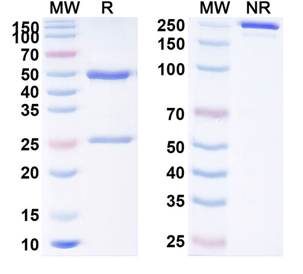 Human CD279/PDCD1/PD1 (Sym021) Antibody - SDS-PAGE