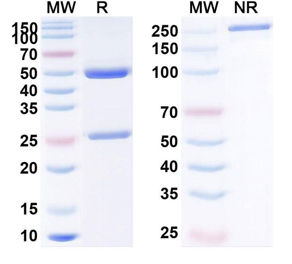 Human CD274/PD-L1/B7-H1 (ABM101) Antibody - SDS-PAGE