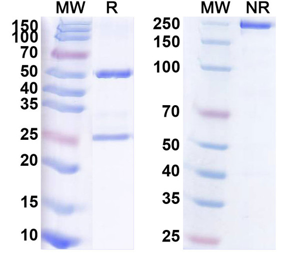 Human CD274/PD-L1/B7-H1 (MX001) Antibody - SDS-PAGE