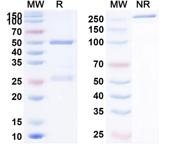 Human CD274/PD-L1/B7-H1 (NM-01) Antibody - SDS-PAGE