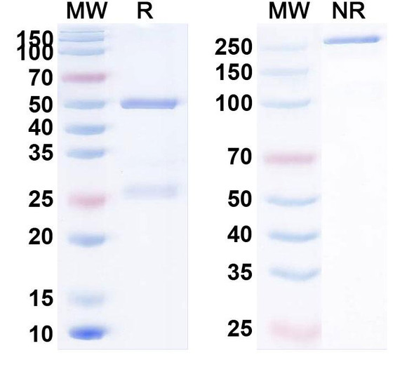 Human CD274/PD-L1/B7-H1 (NM-01) Antibody - SDS-PAGE