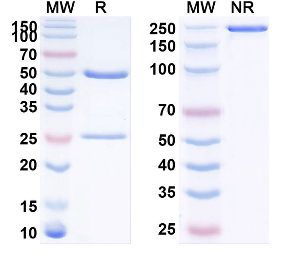 Human CD274/PD-L1/B7-H1 (FAZ053) Antibody - SDS-PAGE