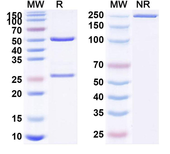 Human PTH (ABX-PTH) Antibody - SDS-PAGE