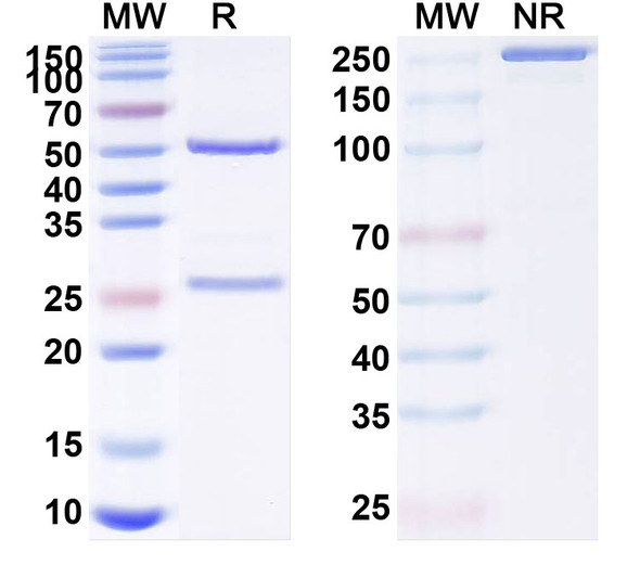 Human CD254/RANKL/TNFSF11 (ALX-0141) Antibody - SDS-PAGE