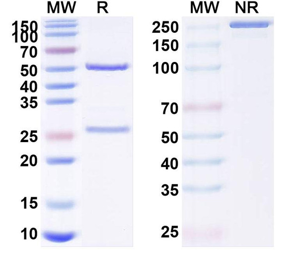 Human CD254/RANKL/TNFSF11 (ALX-0141) Antibody - SDS-PAGE
