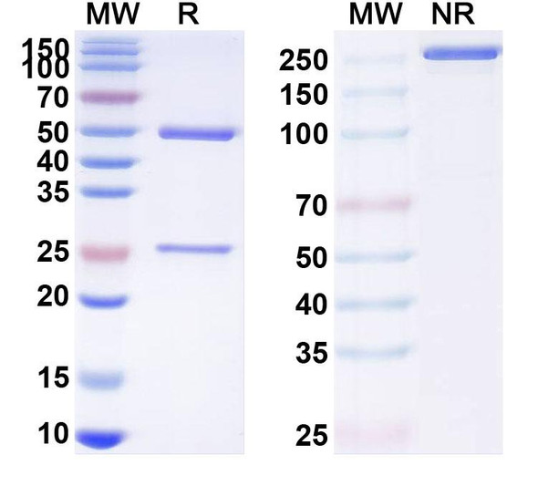 Human CCL5/RANTES (NI-0701) Antibody - SDS-PAGE