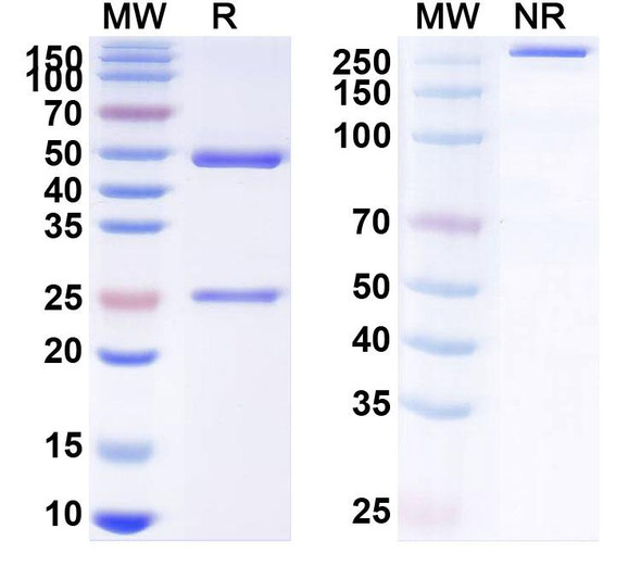 Anti-SARS-CoV-2 S protein (CT P63) Antibody - SDS-PAGE