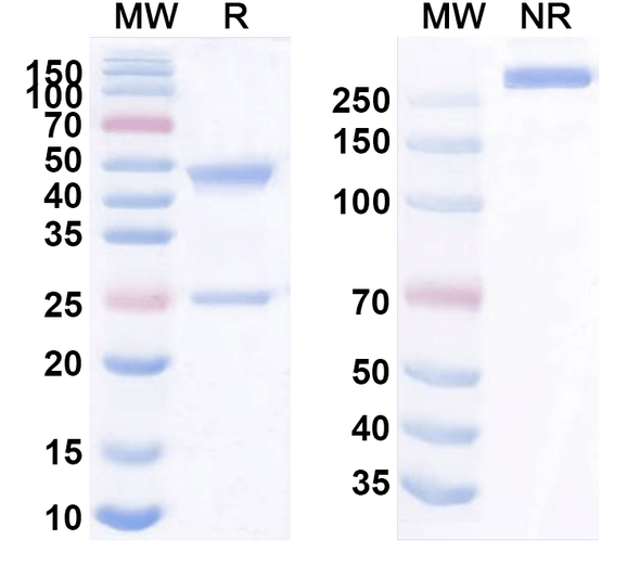 Human SIGLEC15/CD33L3 (BSI-060T) Antibody - SDS-PAGE