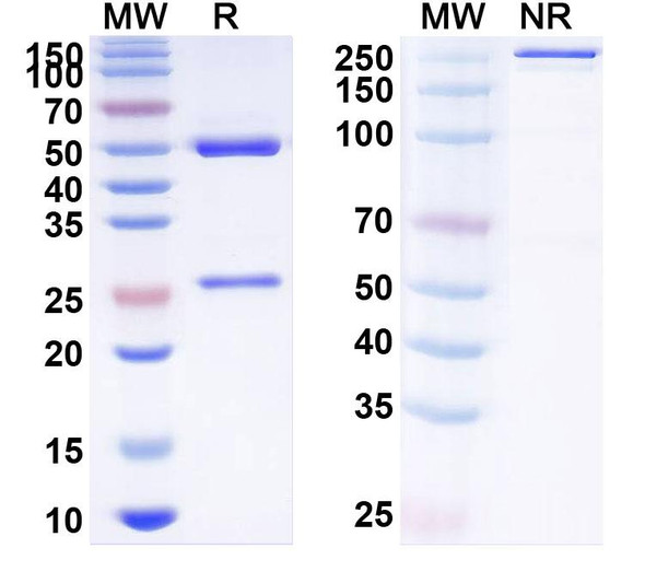 Human SIGLEC8/SAF-2 (AK001) Antibody - SDS-PAGE