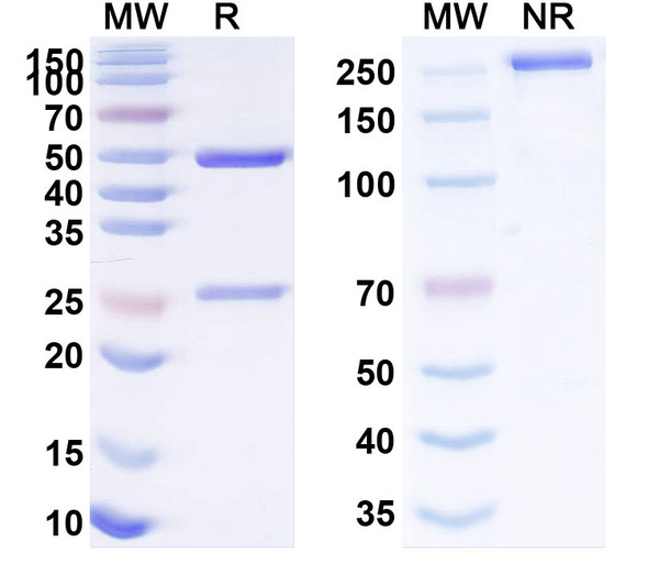Human CD319/SLAMF7 (BSI-046) Antibody - SDS-PAGE