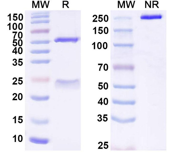 Human CD319/SLAMF7 (PDL241) Antibody - SDS-PAGE