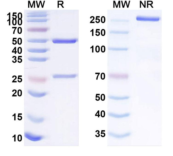 Human STAT3 (SBT-100) Antibody - SDS-PAGE