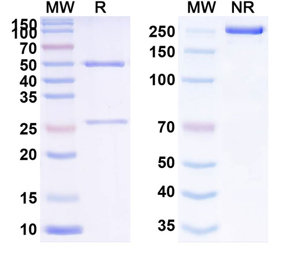 Human TACSTD2/TROP2 (RN927C) Antibody (ADC, Payload-Free) - SDS-PAGE