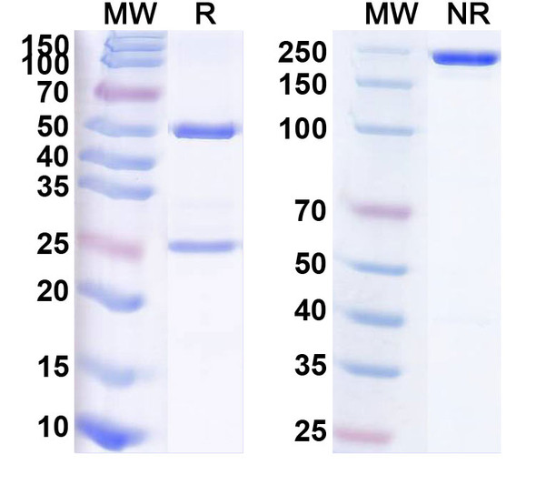 Human TNC (F16-131I) Antibody - SDS-PAGE