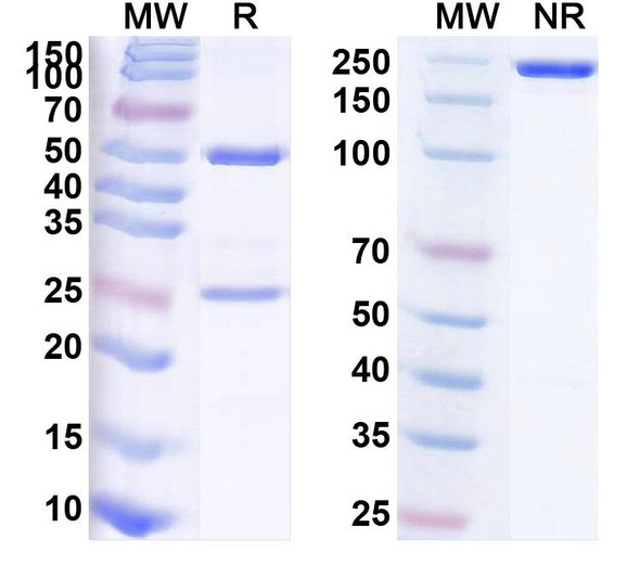 Human TNC (F16-131I) Antibody - SDS-PAGE