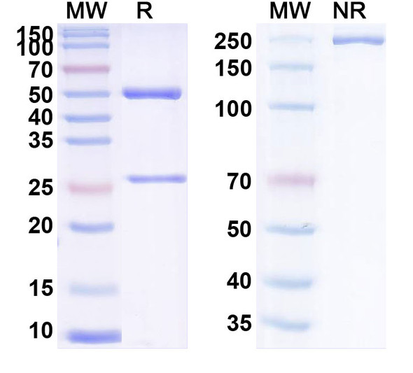 Human CD142/F3/TF (TNX-832) Antibody - SDS-PAGE