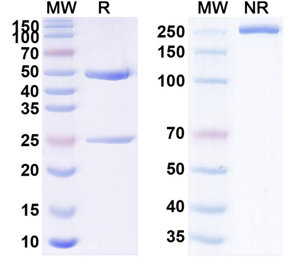 Human CD142/F3/TF (MRG 004A) Antibody (ADC, Payload-Free) - SDS-PAGE