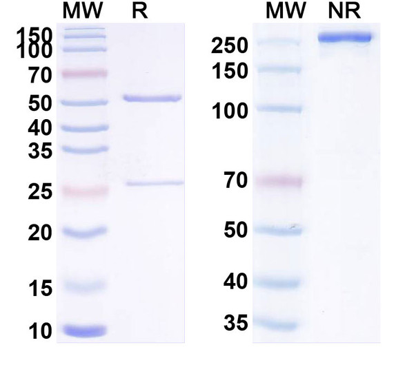 Human CD71/TFRC (TXB4) Antibody - SDS-PAGE