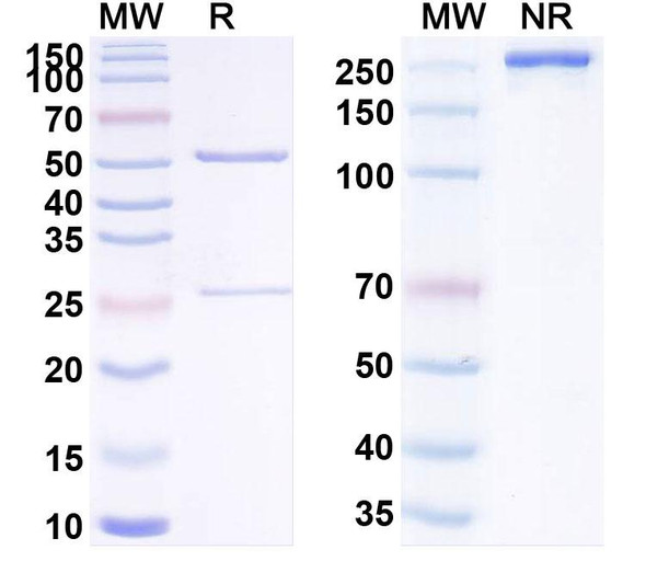 Human CD71/TFRC (TSP-A18) Antibody - SDS-PAGE