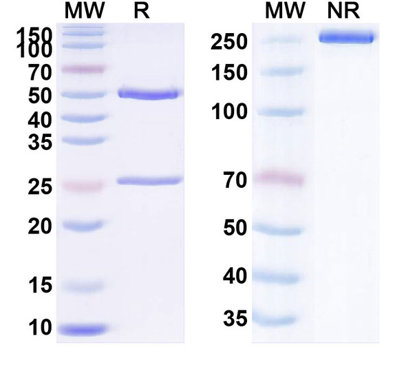 Human TIGIT (AGEN1307) Antibody - SDS-PAGE