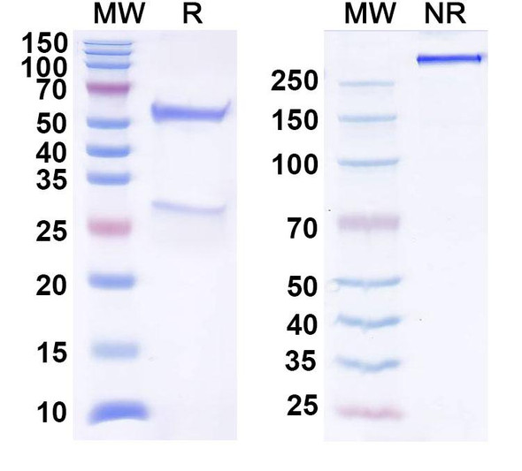 Human TIGIT (BMS 986207) Antibody - SDS-PAGE