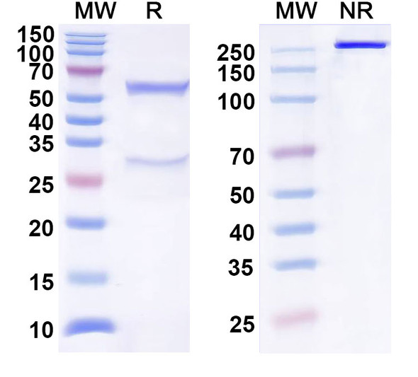 Human TIGIT (COM902) Antibody - SDS-PAGE