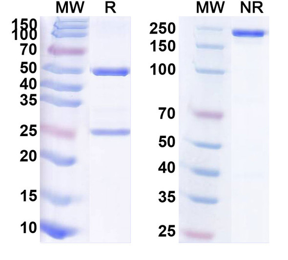 Human CD366/HAVCR2/TIM-3 (KL-293) Antibody - SDS-PAGE