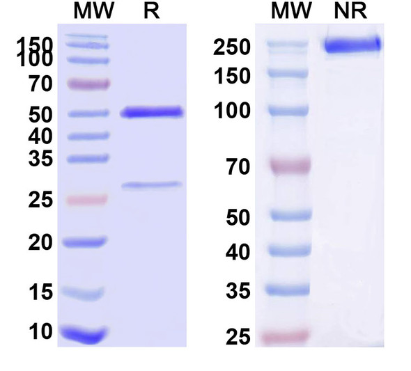 Human CD120a/TNFRSF1A/TNFR1 (ATROSAB) Antibody - SDS-PAGE