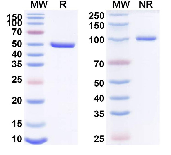 Human CD120a/TNFRSF1A/TNFR1 (GSK 2862277) Antibody - SDS-PAGE