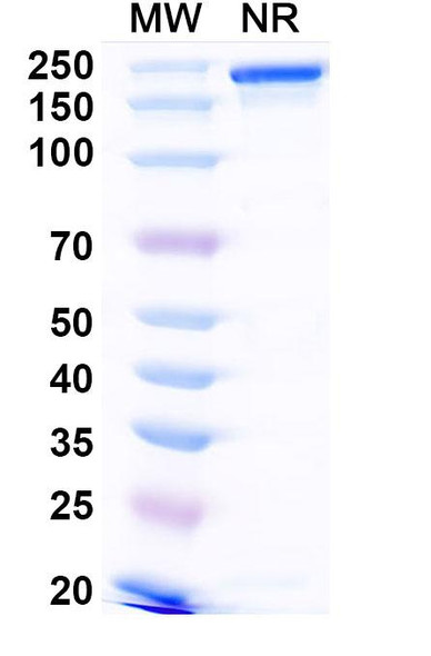 Human TNFSF15/TL1A (PF-06480605) Antibody - SDS-PAGE