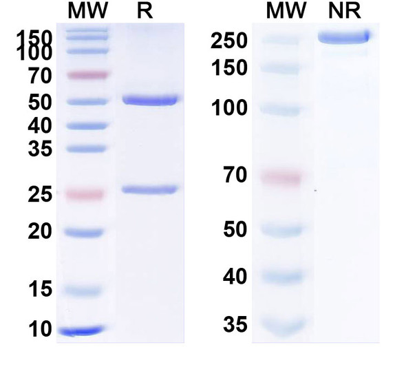 Human TNFa/TNF-alpha (KN002) Antibody - SDS-PAGE