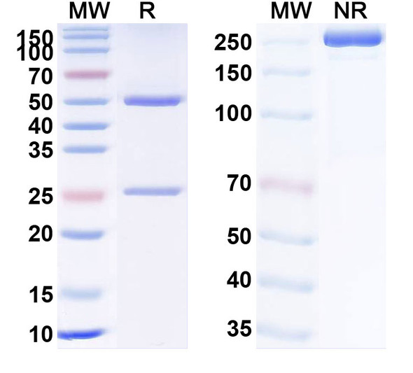 Human TNFa/TNF-alpha (GS071) Antibody - SDS-PAGE