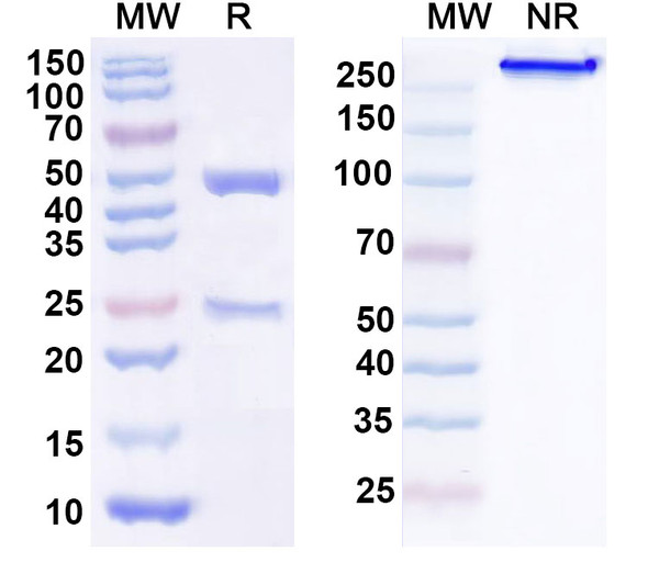 Human TSG101 (FGI-101-1A6) Antibody - SDS-PAGE