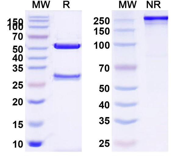 Human TSHR/LGR3 (K1 70) Antibody - SDS-PAGE