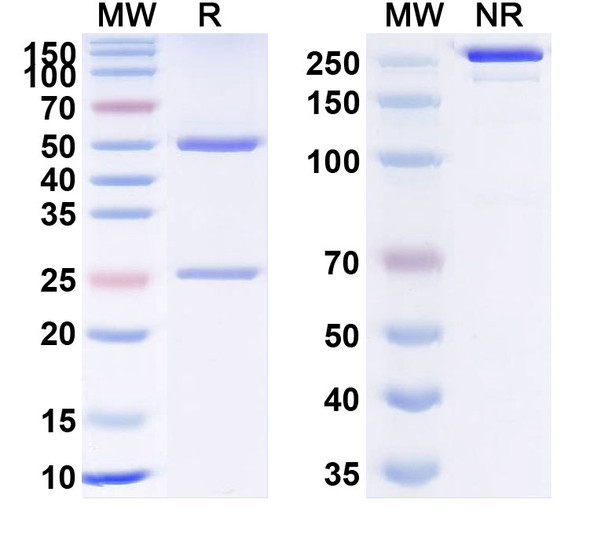 Human TSLP (RO5469754) Antibody - SDS-PAGE