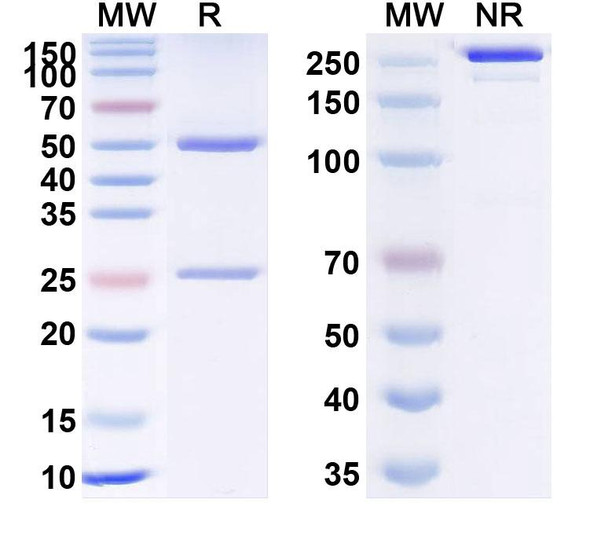 Human TSLP (RO5469754) Antibody - SDS-PAGE