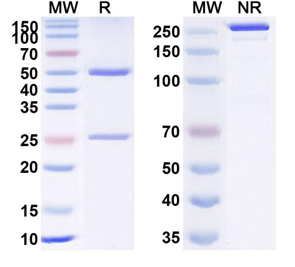 Human VEGFA (VGX200) Antibody - SDS-PAGE