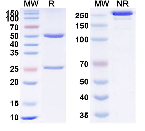 Human VEGFA (LYN00101) Antibody - SDS-PAGE