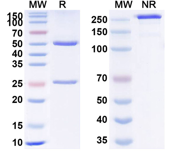 Human VEGFA (XENP9493) Antibody - SDS-PAGE
