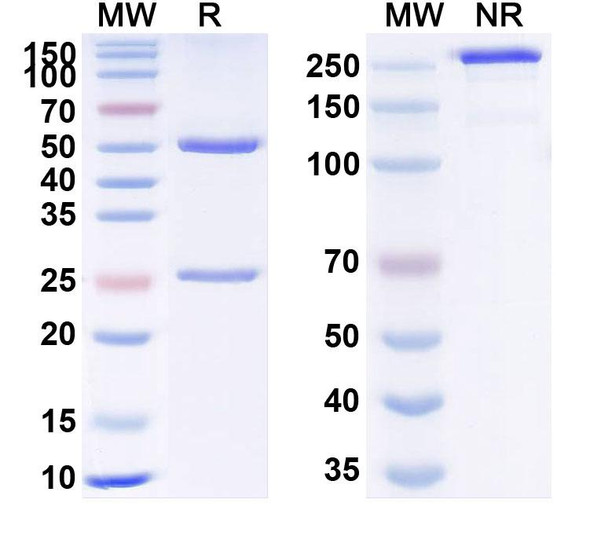 Human VEGFA (XENP9493) Antibody - SDS-PAGE