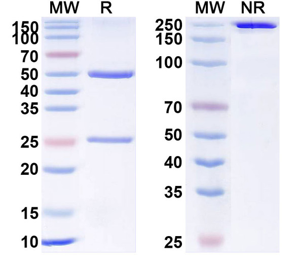 Human CD309/KDR/VEGFR-2 (ImClone 6.64) Antibody - SDS-PAGE