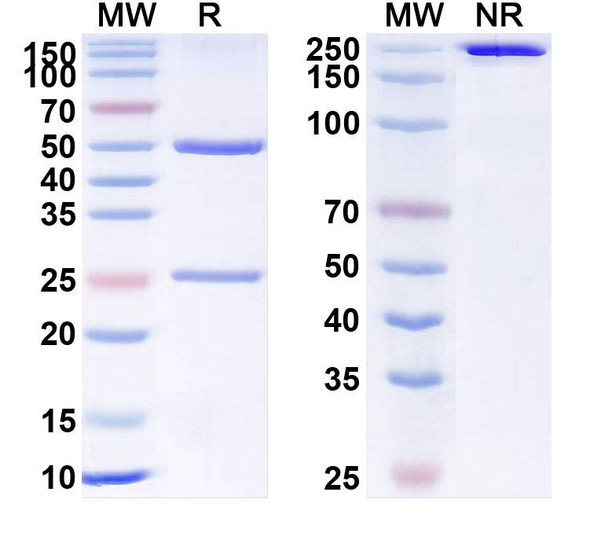 Human CD309/KDR/VEGFR-2 (MSB-0254) Antibody - SDS-PAGE