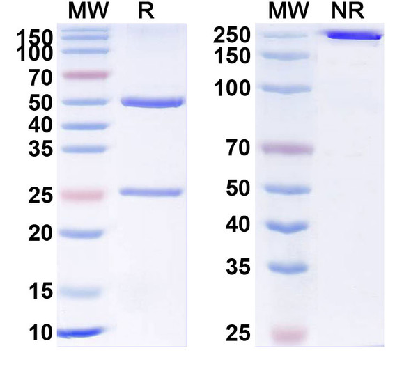 Human DLL4 (MEDI0639) Antibody - SDS-PAGE
