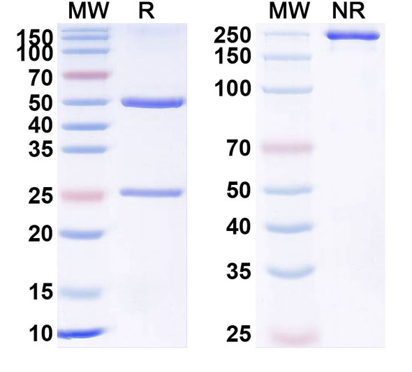 Human IL15R (DR50402) Antibody - SDS-PAGE