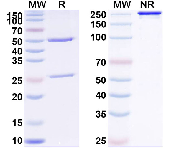 Human Lewis Y (MB 314) Antibody - SDS-PAGE