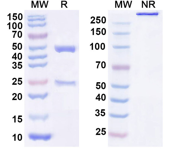 Human GDF15/MIC1 (AV 380) Antibody - SDS-PAGE