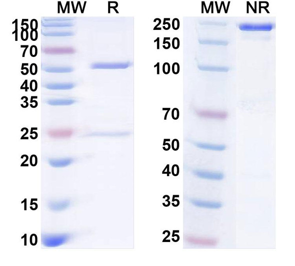 Human CD314/KLRK1/NKG2D (CYAD-01) Antibody - SDS-PAGE