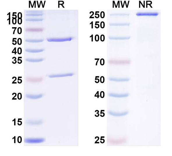 Human PGF/PlGF/PLGF (RO5323441) Antibody - SDS-PAGE