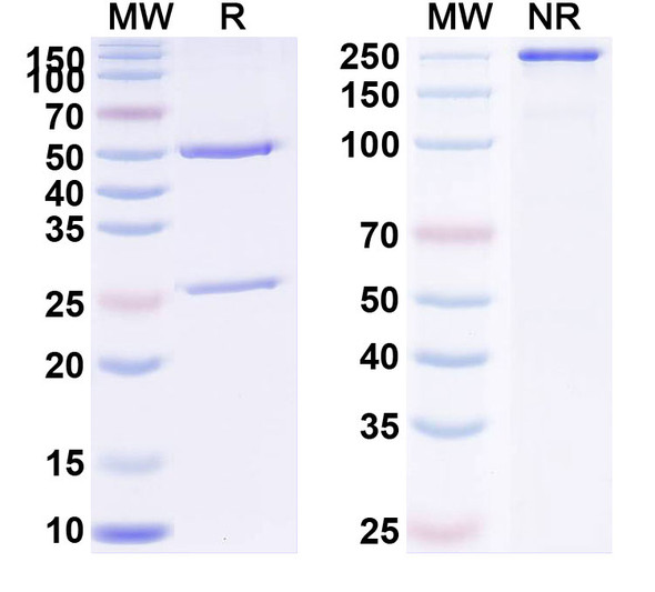 Human PGF/PlGF/PLGF (TB-403) Antibody - SDS-PAGE